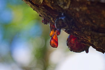 pryskyřice, pokles, kůra, kůra stromu, kmen stromu, odkapávat, bokeh pozadí, Příroda