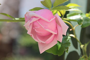 rose, roses, b, flower, herb, pink, nature, garden, romance, flora, beauty