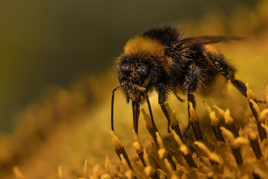 bee, insect, beautiful Flowers, pollinate, pollination, flower Background, flower, winged Insect, flower Wallpaper, wings, nature