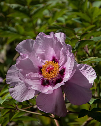 peony, flower, plant, pink Peony, pink Flower, blossom, bloom, garden, nature, flora, botany