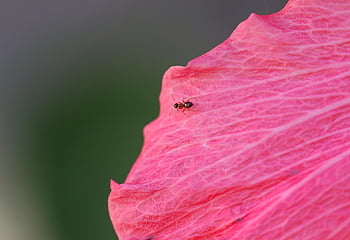 insect, ant, tiny Ant, tiny, flower Petal, pink, flower, backyard, nature, natural, wildlife