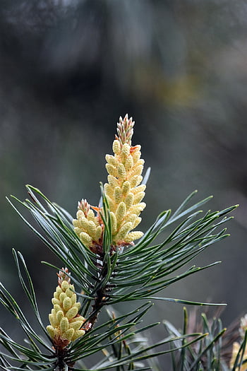 pine, needles, pine Cones, young Pine Cones, conifer Cones, leaves, branch, conifer, evergreen, tree, plant