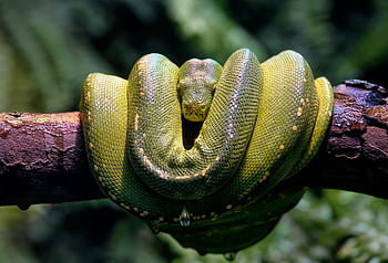 grøn træ python, python, kvælerslange, slange, skalaer, krybdyr, dyreliv, natur, afdeling, nonvenomous