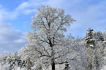 winter, nature, tree, snow, cold, wintry, frosty, landscape