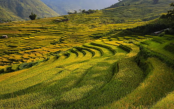 montagna, natura, campo, terrazze, risaia, suolo, riso, Vietnam