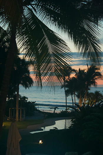 seaside, tropical beach, sunset, palm trees, ocean view, serene, tropical, beach sunset, palm tree silhouette, scenic, ocean horizon