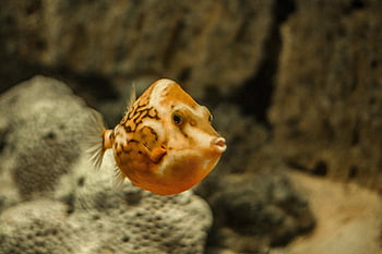 fish, funny, beautiful Wallpaper, hd Wallpaper, wallpaper Hd, cute, laptop Wallpaper, free Background, aquarium, Wallpaper, nature