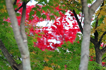 autumn, trees, autumn Leaves, leaves, nature, fall, fall Season, forest