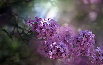 flower, flowers, flower Wallpaper, spring, summer, nature, color, the Colors, flower Background, pink, macro