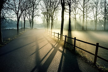 fog, park, fence, trees, silhouettes, shadows, demarcation, avenue, morning Fog, foggy, haze