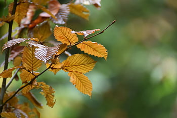 le foglie, pianta, fogliame, ramo, ramoscelli, rametti, foglie d'autunno, fogliame autunnale, natura, faggio, albero