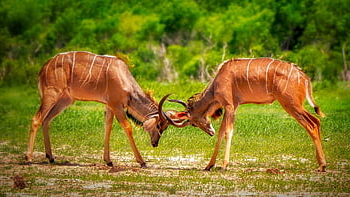 antilope, combattimento, safari, corna, mammiferi, animali, natura, combattente, natura selvaggia, mondo animale, Parco Nazionale