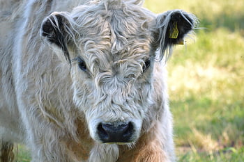 galloway, Galloway dobytek, hovězí, kráva, dobytek, zvíře, zemědělství, skot skotský, hospodářského zvířete, přežvýkavec, volný výběh