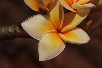 frangipani, fiore, pianta, petali, plumeria, fioritura, fiorire, esotico, flora, tropicale, natura