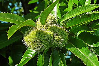 chestnuts, fruit, spiky, edible, garden, autumn, nature