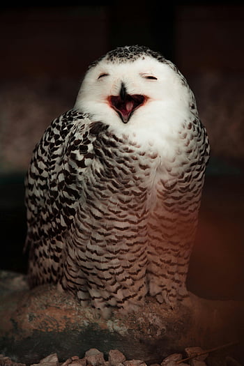 gufo delle nevi, messa a fuoco selettiva, gufo sorridente, avvicinamento, apri il becco, espressione giocosa, intricati motivi di piume, fotografia di uccelli, fotografia naturalistica, ritratto animale