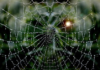 pavoučí síť, kapka vody, dewdrop, web, ranní rosa, vodní perly, pavučiny, pavučina