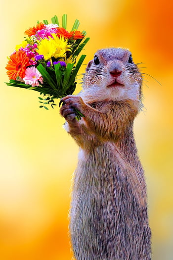 følelser, kærlighed, symbol, Giv en gave, flok blomster, meerkat, Valentins Dag, Fødselsdato, lykønskningskort, glædelig Mors Dag, tak skal du have