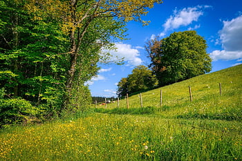 louka, kopec, sklon, cesta, stezka, krásné květiny, okraj lesa, stromy, Příroda, květinové pozadí, květiny
