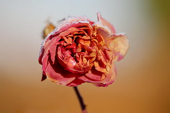rose, snø, Rose blomst, frossen, dekket i snø, i snøen, tørket, rød blomst, vinter, natur, frost