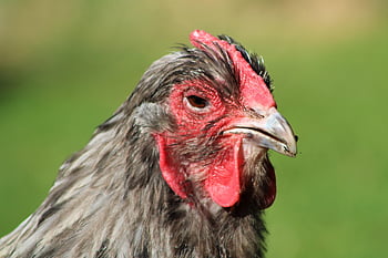 chicken, hen, poultry, animal, farm Animal, outdoors, free Range, agriculture, nature, bird, comb