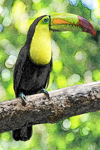 bird, toucan, avian, beautiful Wallpaper, phone Wallpaper, tropical, mobile Wallpaper, samsung Wallpaper, colorful, lock Screen Wallpaper, nature