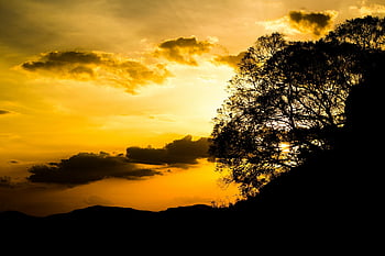 solnedgång, silhuett, träd, apelsinhimmel, gyllene solnedgången, natur, skönhet, landskap, kväll, himmel, moln