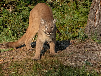 cougar, puma, animal, nature, feline, predator, wildlife, panther, mammal, cat, paws