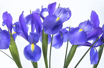 花、 虹彩、 孤立した、 花束、 フローラル、 自然、 綺麗な、 紫の、 花弁、 白、 美しさ