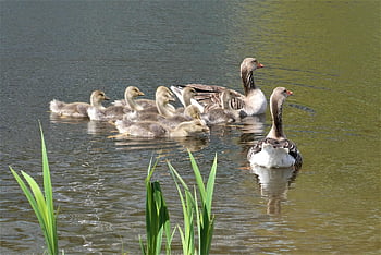 husy, husí mláďata, ptáků, peří, plavání, vodní ptáci, holandský, voda, Příroda, fauna, mladých ptáků