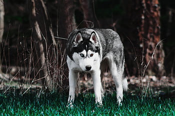 Pes, sibiřský husky, chraplavý, zvíře, tažný pes, sníh pes, domácí zvíře, psí, zvířecí portrét, portrét psa