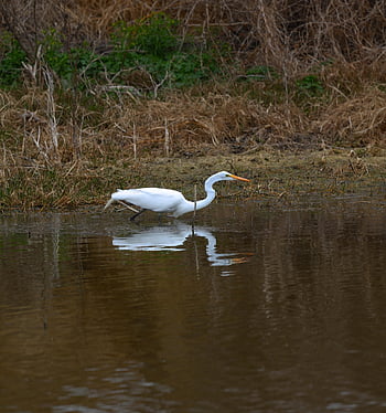 wading Bird, bird, lake, wildlife, mitchell Lake, texas, san Antonio, water Bird, white, plumage, hunting