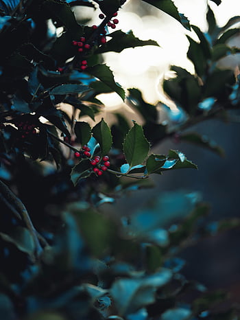 holly plant, close-up, vibrant red berries, holly bush, Baltimore, green leaves, nature, outdoor, plant photography, festive, winter plant