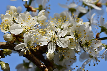 plum Blossom, blossom, bloom, plum Tree, branches, plum, fruit Tree Blossom, bud, plum Buds, spring, branch
