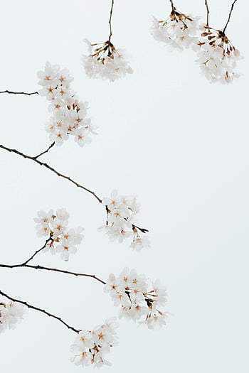 Sakura, blooming white, cherry blossom, flowers, white background, elegant branches, simple sky, spring beauty, delicate beauty, cherry blossoms, spring season