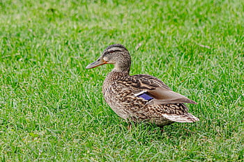 wild Duck, duck, grass, bird, birdwatching, ornithology, animal, nature, wildlife