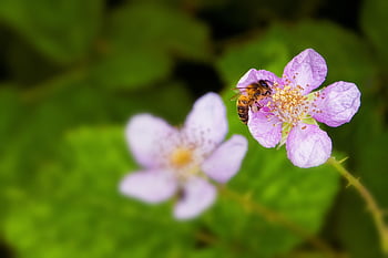 macro, flowers, nature, bee, pollen, botany, entomology, pollination
