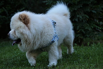 dog, chow Chow, animal, dog Breed, domestic, pet, nature, mammal, canine