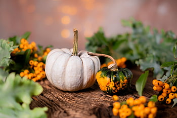 kurpitsat, vihannekset, luonto, tuottaa, sato, orgaaninen, tuore, gourds, halloween, syksy, ruoka