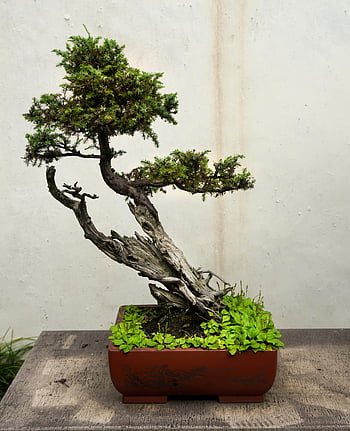 bonsai strom, zen zahrada, prořezané bonsaje, neutrální pozadí, bonsai hrnec, krásně prořezané, bonsai rostlina, Bonsai Art, miniaturní strom, nádoba na bonsaje, design bonsají