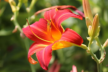 lilie, oranžový, růžový, lilium, květinové tapety, duhovka, krásné květiny, tyčinek, květ, květinové pozadí, Příroda