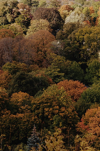 aerial photography, autumn trees, forest, colorful autumn, Harz Germany, aerial shot, stunning aerial, autumn foliage, tree canopy, forest landscape, nature photography