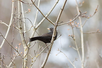 solsort, fugl, afdeling, dyr, dyreliv, perched, fjerdragt, næb, træ, natur, forår