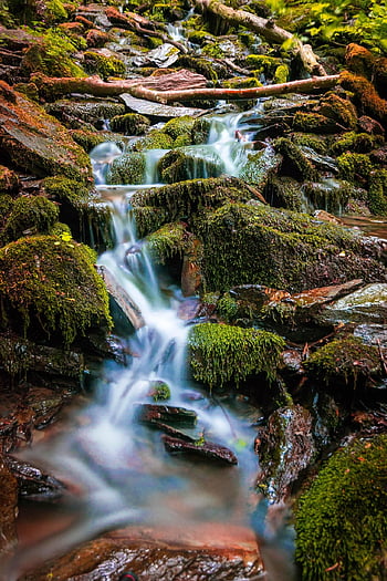 cascadas, corriente, bosque, musgo, Arroyo, fluir, agua, llevar una vida de soltero, ambiente, naturaleza, larga exposición