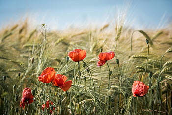 rote Mohnblumen, Weizenfeld, klarer blauer Himmel, blühende Blumen, üppige Vegetation, natürliche Schönheit, Outdoor-Landschaft, leuchtende Farben, Blumenlandschaft, ländliche Umgebung, Sommerfeld