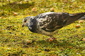 鳩、 がっかりした、 鳥、 芝生、 パン、 フード、 動物たち、 自然、 外側、 脊椎動物、 閉じる