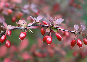 berberis, cabang, barberry, semak duri, taman, alam, botani
