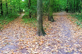 Landschaft, die Natur, Natur, Wald, der Herbst, Bäume, Blätter, trocken, Nieder, Boden, Farben