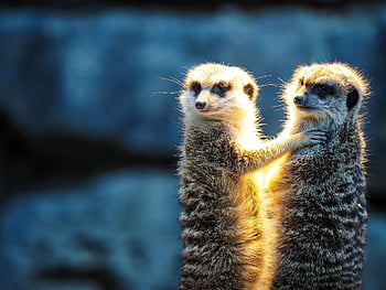 meerkat, ζώο, θηλαστικό ζώο, ΖΩΟΛΟΓΙΚΟΣ ΚΗΠΟΣ, φύση, χαριτωμένος, ρολόι, ζωικού κόσμου, περίεργος