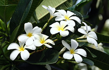 flori, natură, floare tapet, frangipani, plumeria, fundal de floare, floră, botanică, flori frumoase, a inflori, inflori